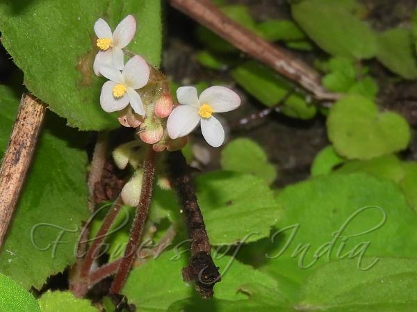Arunachal Begonia
